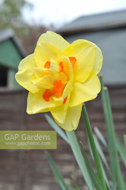 Narcissus 'Tahiti' - daffodil