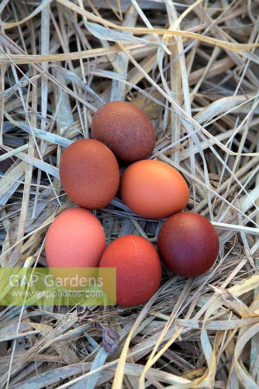 Eggs of Copper Black Marans Hens on straw