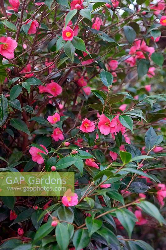 Camellia 'Cornish Spring' 