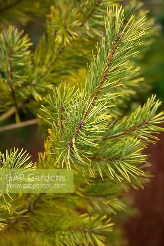 Pinus sylvestris 'Gold Medal' - golden pine