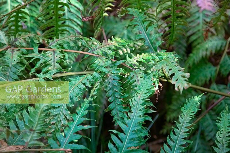 Onychium japonicum - claw fern