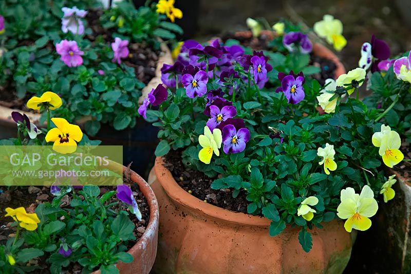 Mixed colours of Viola Sorbet Series - shown one week after planting