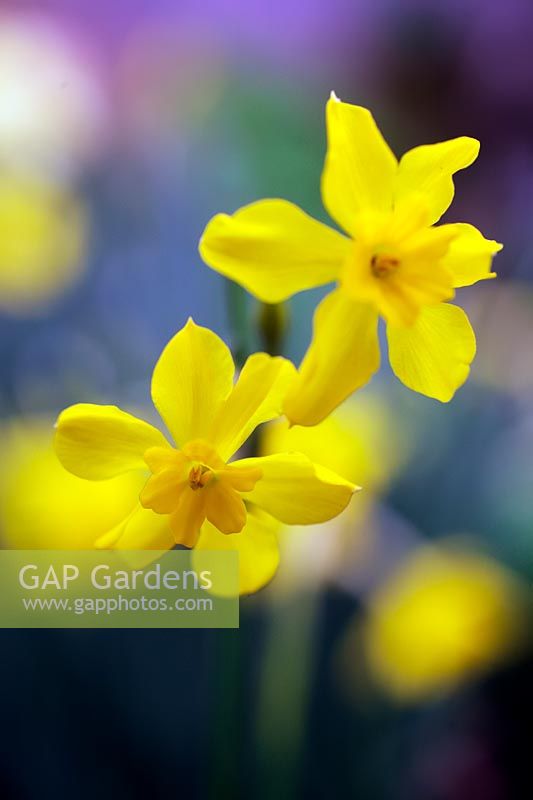 Narcissus fernandesii var. cordubensis - Daffodil