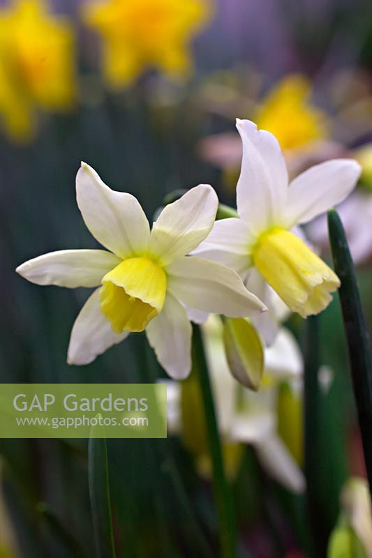 Narcissus 'Toto' - Daffodil