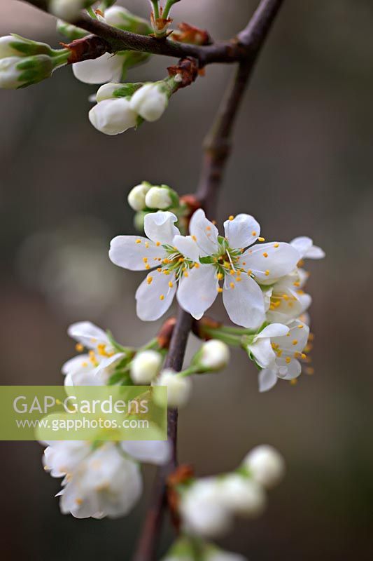Prunus insititia 'Merryweather' - Damson - blossom