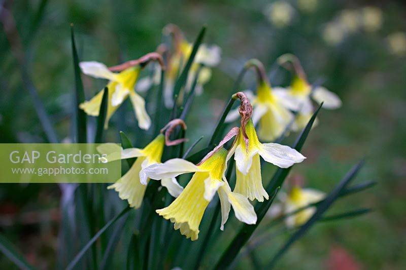 Narcissus 'W.P. Milner' - Daffodil