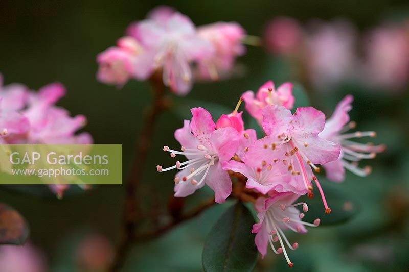 Rhododendron racemosum 