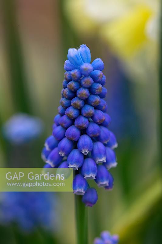 Muscari aucheri 'Blue Magic' - Grape Hyacinth