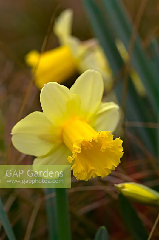 Narcissus 'Peeping Jenny' - Daffodil