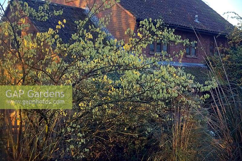 Corylopsis sinensis var. calvescens f. veitchiana  - its spreading branches with house in background