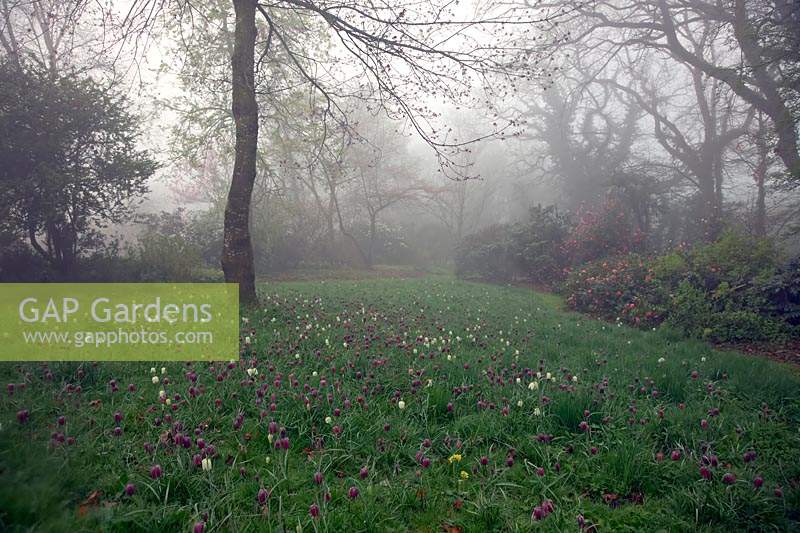 Holbrook Garden Fritillary meadow, Devon, UK. 