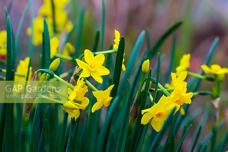 Narcissus 'Baby Boomer' - Daffodil