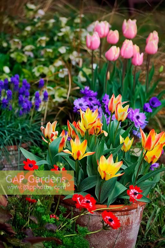 Colourful spring pot combinations using Tulips, Anemones, Muscari armenicum - Anemone coronaria - De Caen Group 'Hollandia', Anemone coronaria - Saint Bridgid Group, 'Lord Lieutenant' 
