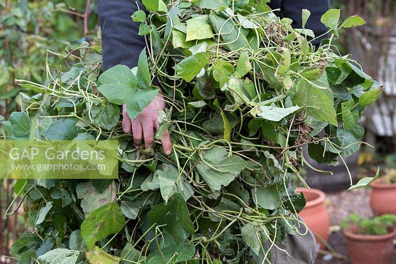 Phaseolus coccineus - Gardener holding Old Runner bean plants that have been removed from a vegetable garden in autumn after the harvest