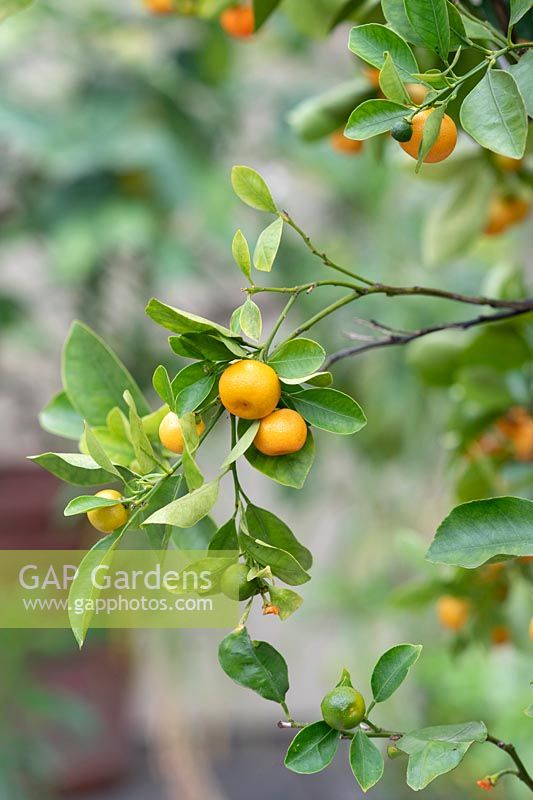 Citrus madurensis - Calamondin orange tree 
