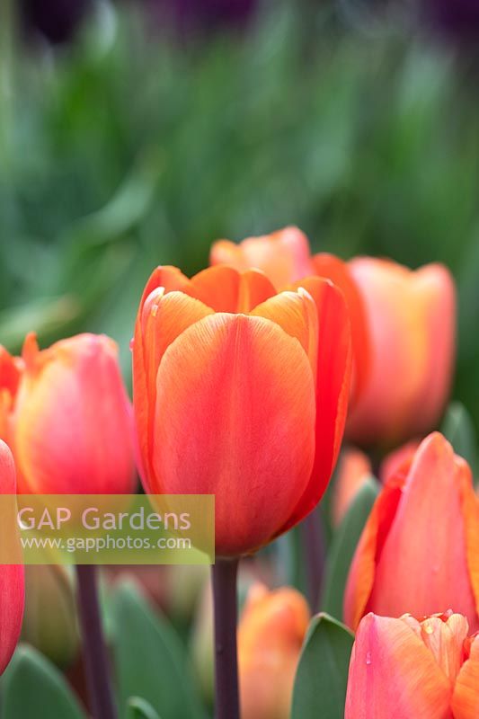 Tulipa 'Daydream ' - Darwin Hybrid Tulip 