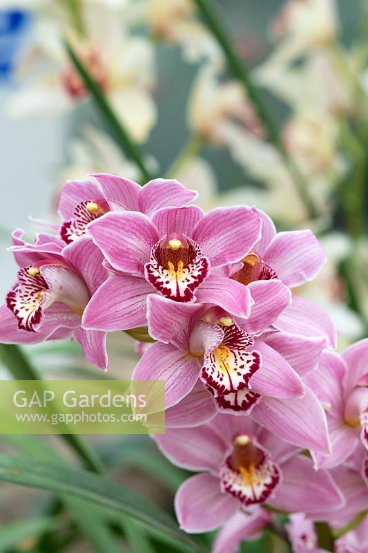 Cymbidium rosanette gx - Orchid 