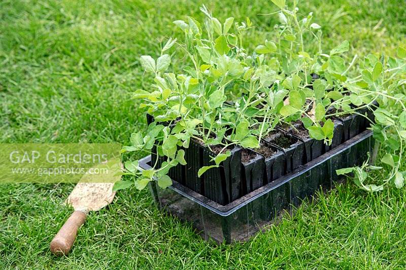 Lathyrus odoratus - Sweet pea plants in deep rootrainers 