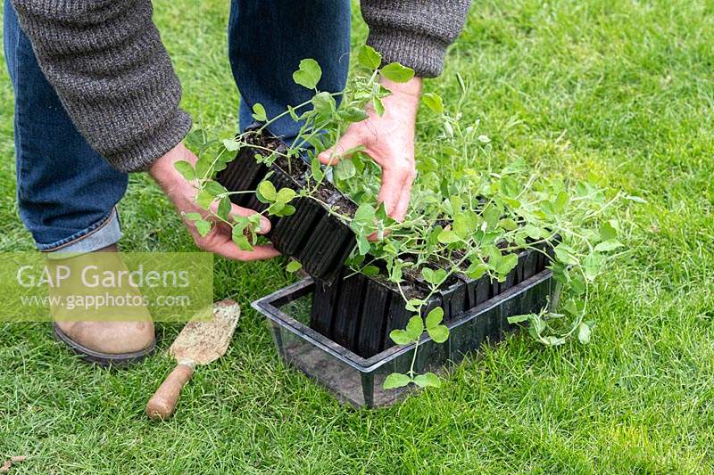 Lathyrus odoratus - Gardener picking up Sweet pea plants in deep rootrainers 
