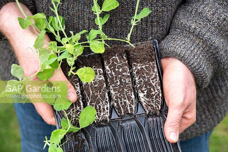 Lathyrus odoratus - Gardener holding Sweet pea plants in open deep rootrainers 