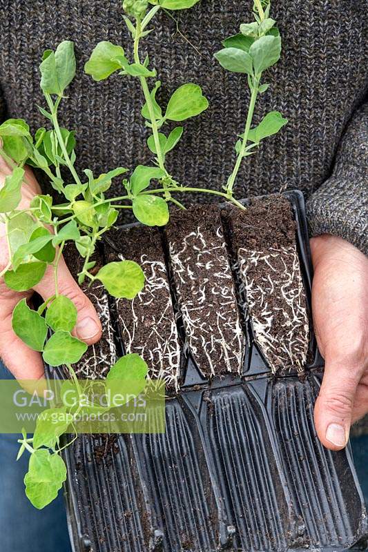 Lathyrus odoratus - Gardener holding Sweet pea plants in open deep root trainers