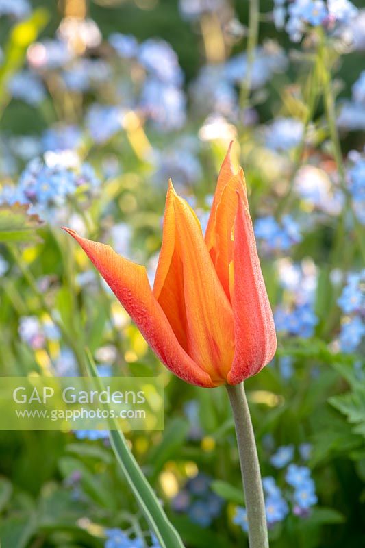 Tulipa 'Ballerina' - Lily flowered Tulip 'Ballerina'