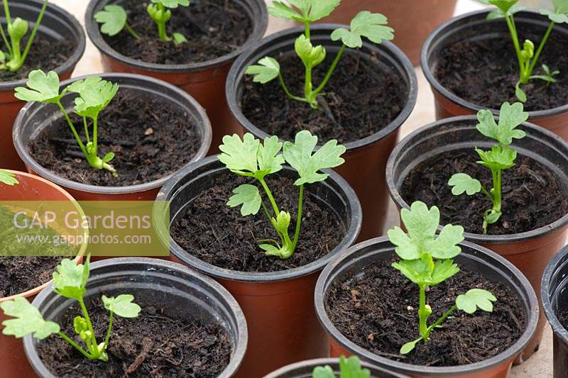 Apium graveolens var. rapaceum - Celeriac seedlings in pots