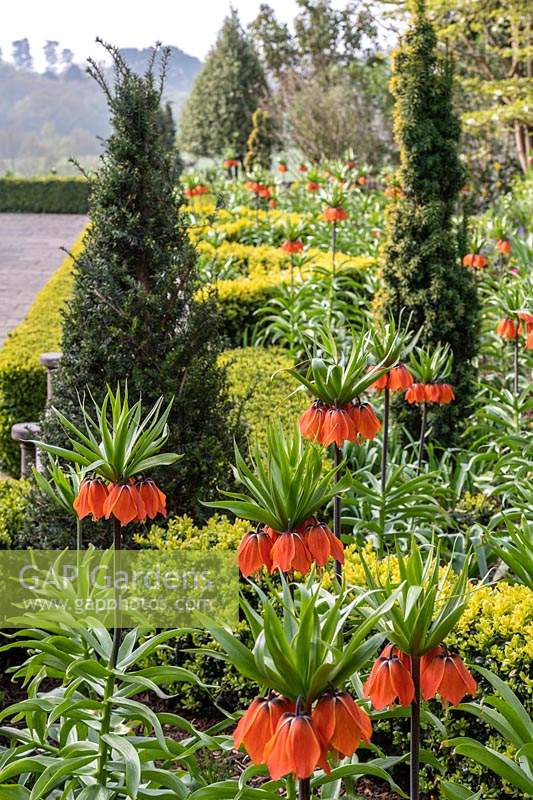 Fritillaria imperialis - Crown Imperial - in mixed formal border. 