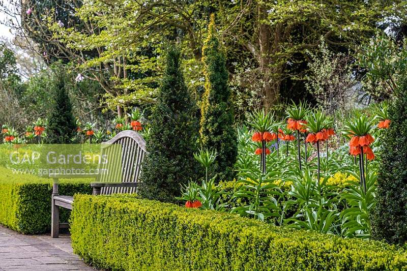 View of formal beds with bench, evergreen edging and conifers and 
Fritillaria imperialis - Crown Imperials 