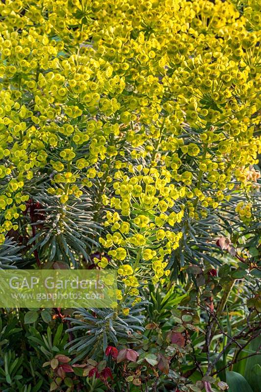 Euphorbia characias subsp. wulfenii - Mediterranean spurge