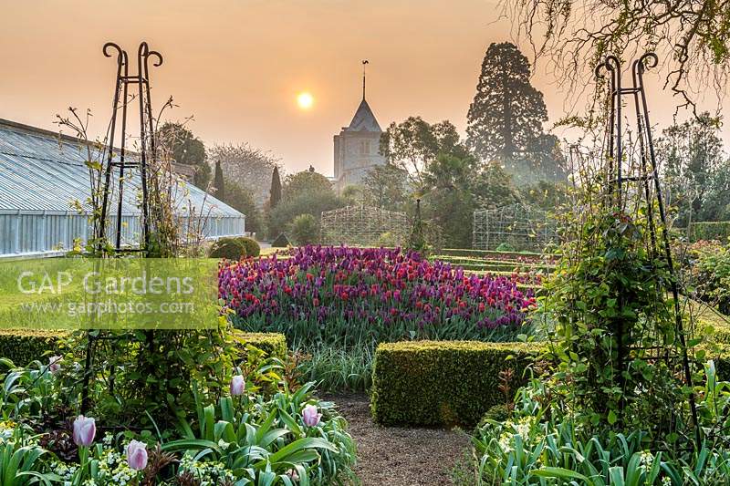 View of a pair obelisks and Tulipa - Tulip - mound in Buxus - Box - edged bed
with greenhouse in background. Tulip varieties are: 'Purple Dream', 'Passionale' and 'Paul Scherer'
 b