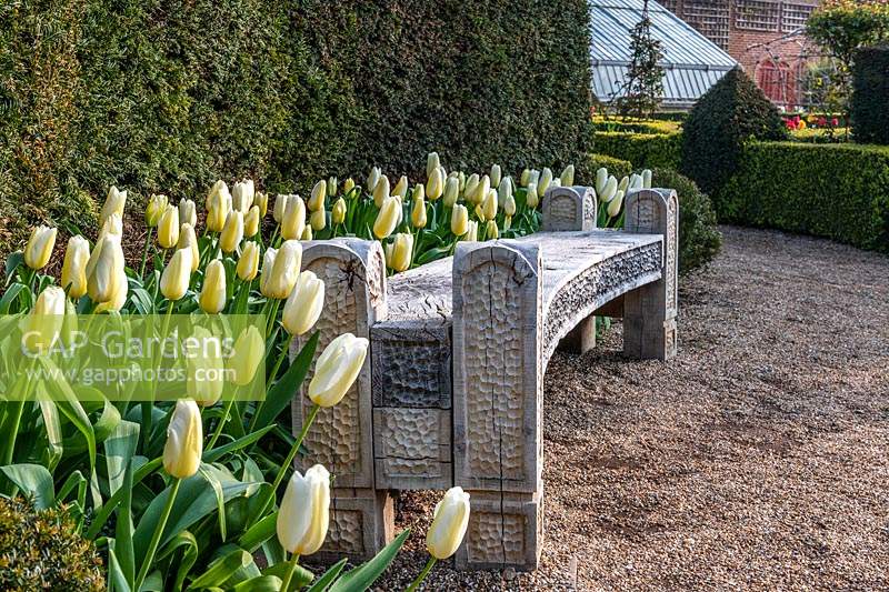 Tulipa 'Francoise' Tulip festival at Arundel Castle Sussex