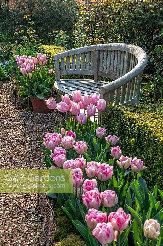  Tulipa 'Foxtrot' either side of wooden bench at Arundel Castle in Sussex