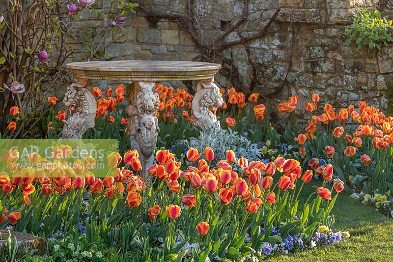 Tulips Tulipa 'Beauty of Apeldoorn' at Hever Castle in Kent