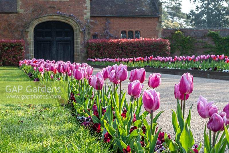 Tulipa 'Raspberry Ripple' edging driveway at Hever Castle, Kent, UK.
