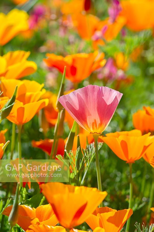 Eschscholzia californica - Californian Poppy
