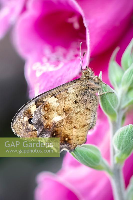 Pararge aegeria - Speckled Wood - a butterfly resting on Digitalis - Foxglove