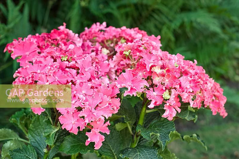 Hydrangea macrophylla 'Curly Sparkle Red' 