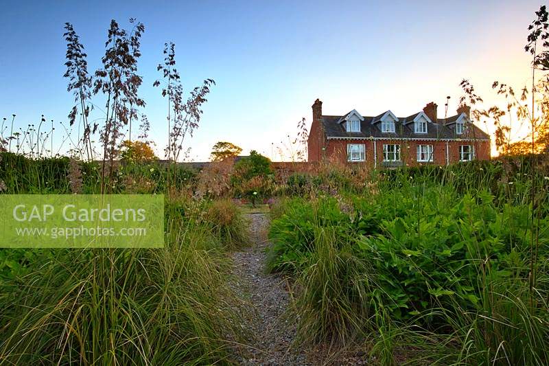 The grass garden at sunrise, featuring Ampelodesmos mauritanica, Stipa gigantea and Cephalaria gigantea. Walcott House, Norfolk, UK. 