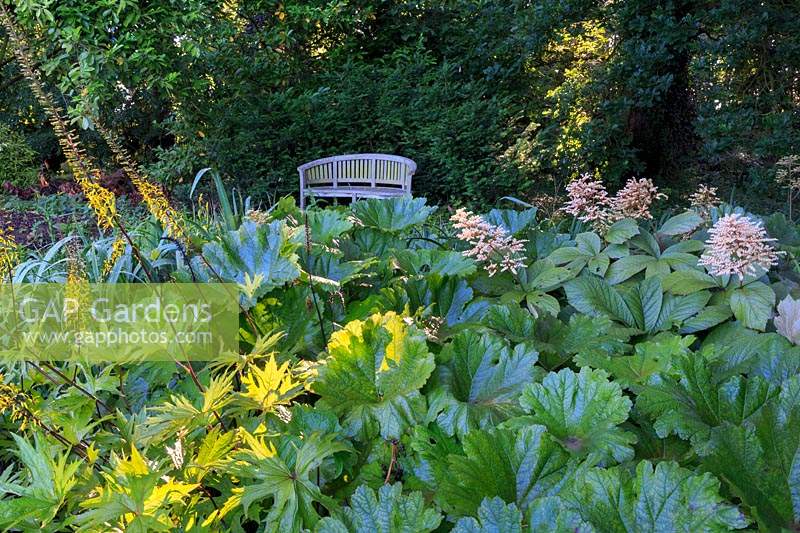 Border in The Damp Garden, planted with Ligularia 'The Rocket', Rodgersia aesculifolia and Darmera peltata.