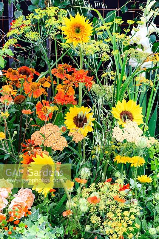Planting combination on the 'Flowers from the Farm', East Anglia Region Stand at Sandringham Flower Show, 2018. 