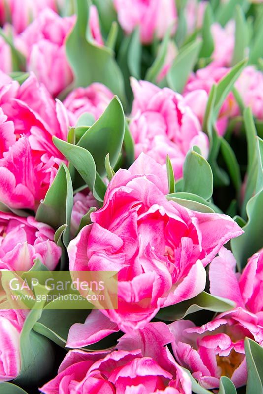 Tulipa 'Pink Star' - Tulip 'Pink Star'