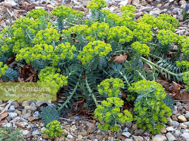 Euphorbia myrsinites, a drought and salt-tolerant plant, with shingle mulch in seaside garden
