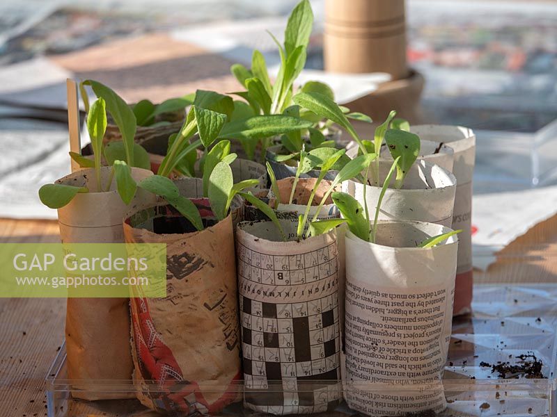 Seedlings pricked out into home-made newspaper pots