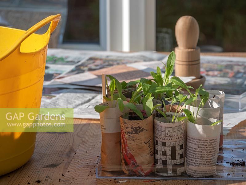 Pricked out seedlings in home-made newspaper pots