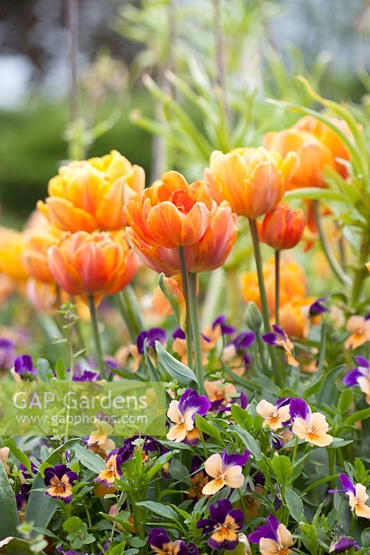 Tulipa 'Orange Princess' - Tulip - underplanted with Viola 'Orange Duet'