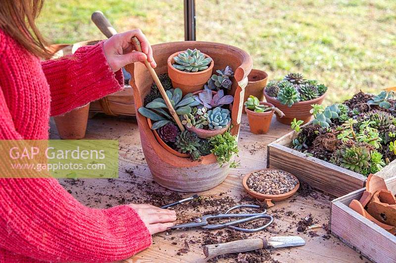 Woman using bamboo stick to firm compost between newly planted succulents. 