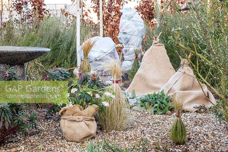 Protecting tender plants in winter using hessian and fleece. 
