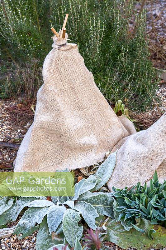 Winter protection of plants - teepee made with bamboo sticks and hessian.

