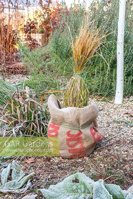 Protecting Stipa in winter by tying together the foliage with string and covering root with hessian sack. 